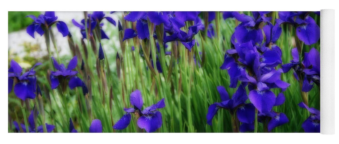Iris Yoga Mat featuring the photograph Iris In The Field by Kay Novy