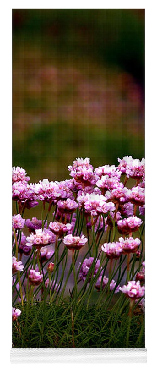 Fine Art Photography Yoga Mat featuring the photograph Irish Sea Pinks by Patricia Griffin Brett