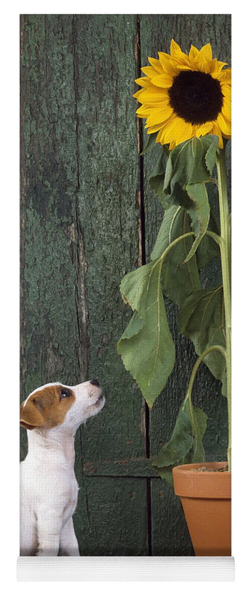 Jack Russell Terrier Yoga Mat featuring the photograph Jack Russell Terrier Dog With Sunflower by John Daniels