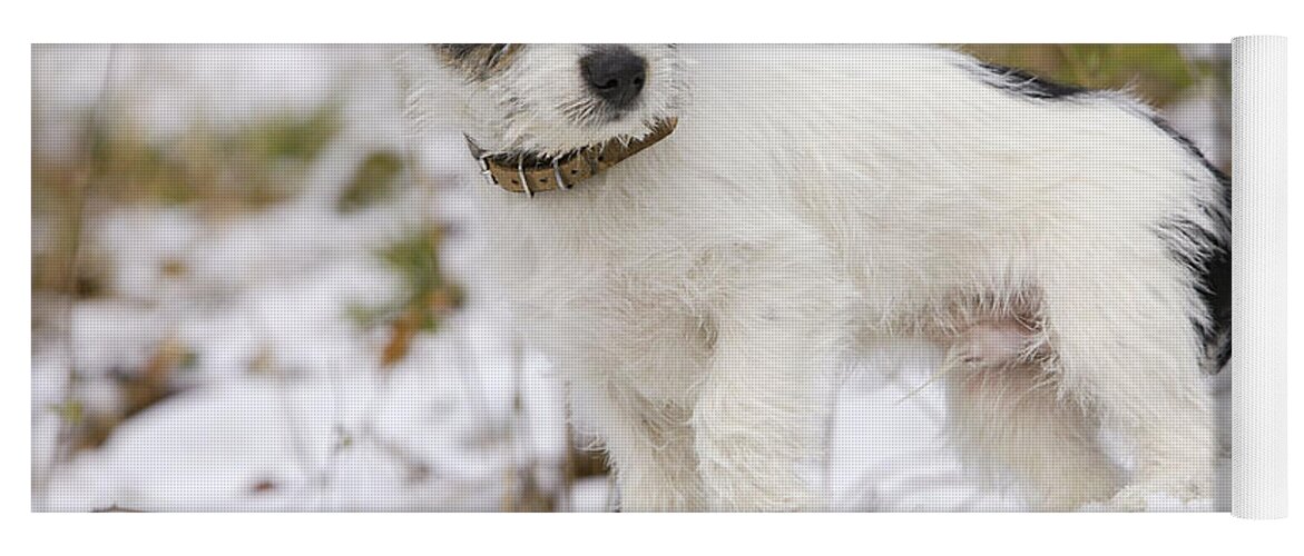 Dog Yoga Mat featuring the photograph Jack Russell Terrier In Snow by M. Watson