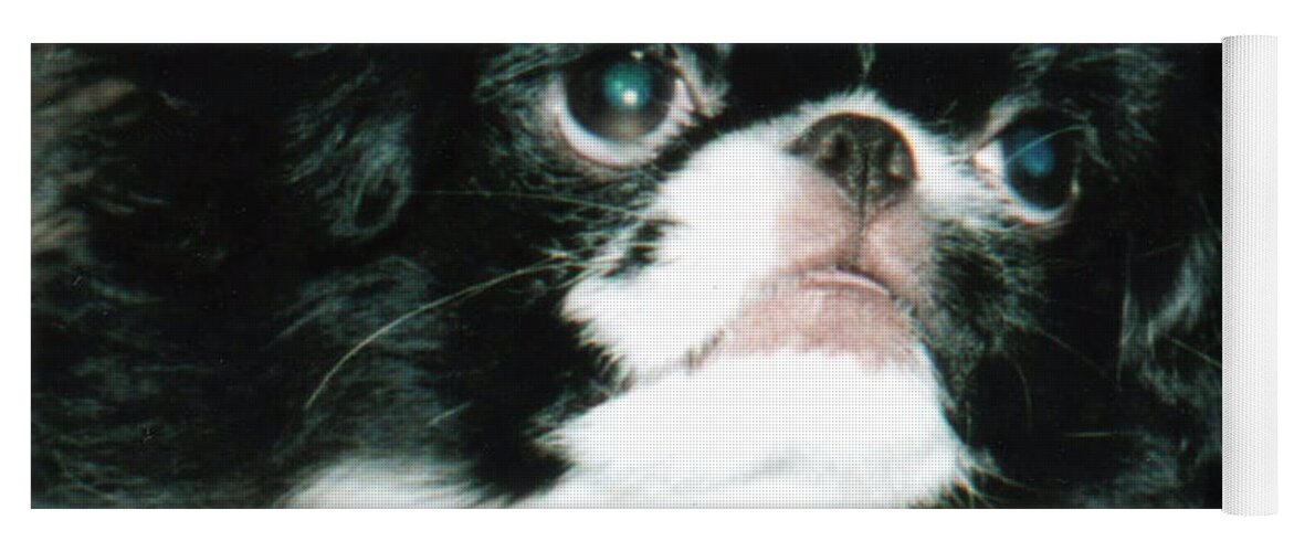 Japanese Chins Yoga Mat featuring the photograph Japanese Chin Puppy Portrait by Jim Fitzpatrick