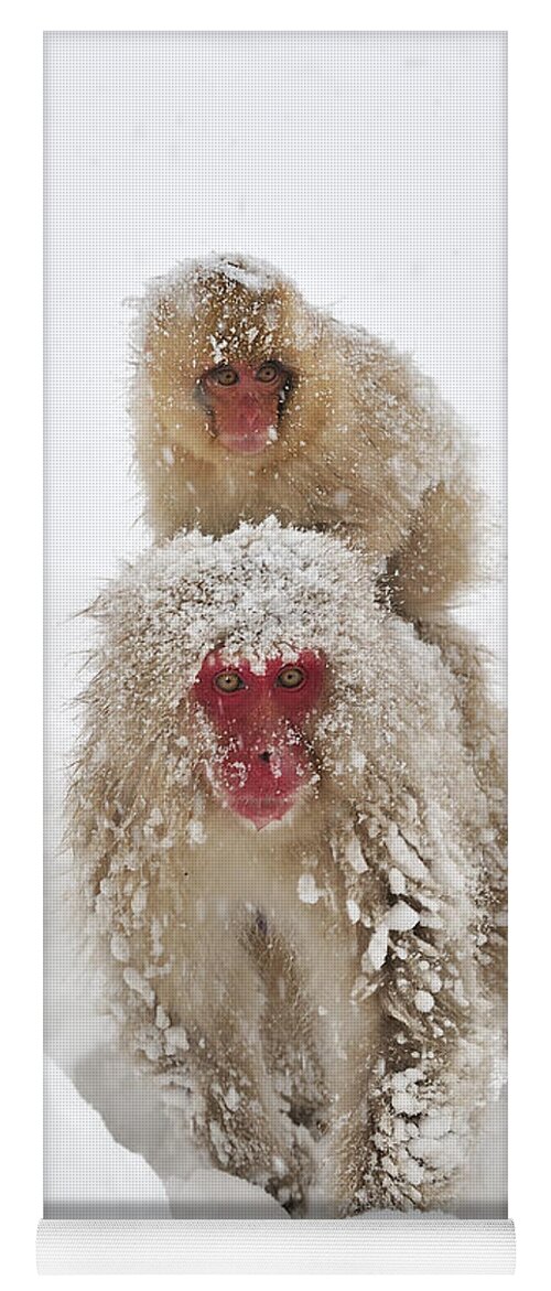 Thomas Marent Yoga Mat featuring the photograph Japanese Macaque Mother Carrying Baby by Thomas Marent