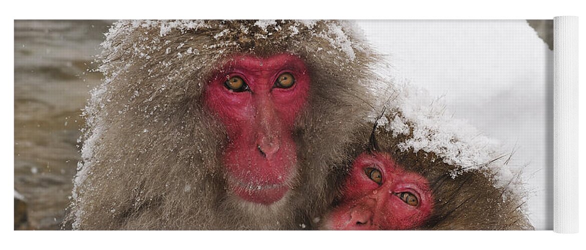 Thomas Marent Yoga Mat featuring the photograph Japanese Macaque Pair Jigokudani Nagano by Thomas Marent