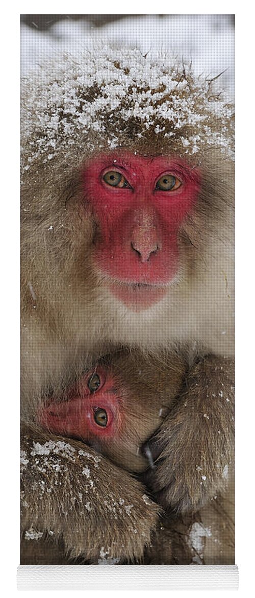 Thomas Marent Yoga Mat featuring the photograph Japanese Macaque Warming Baby by Thomas Marent
