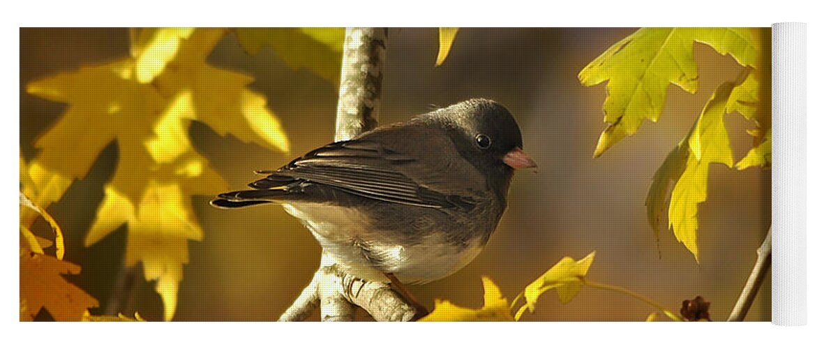 Nature Yoga Mat featuring the photograph Junco in Morning Light by Nava Thompson