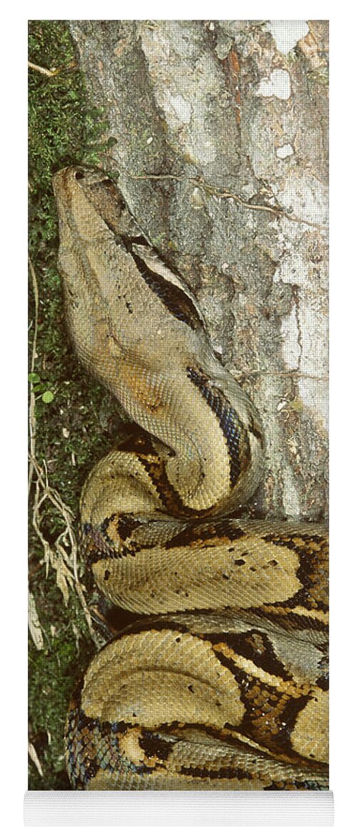Infocus127 Yoga Mat featuring the photograph Juvenile Boa Constrictor by Gregory G. Dimijian, M.D.
