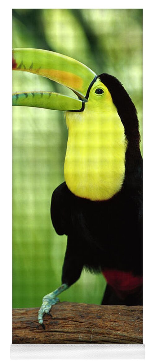 00202267 Yoga Mat featuring the photograph Keel-billed Toucan by Gerry Ellis
