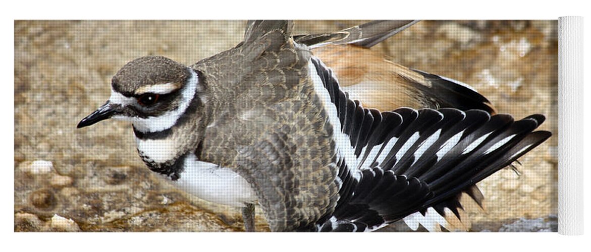 Killdeer Yoga Mat featuring the photograph Killdeer Fakeout by Shane Bechler