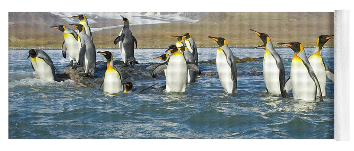 00345351 Yoga Mat featuring the photograph King Penguins Swimming St Andrews Bay by Yva Momatiuk John Eastcott