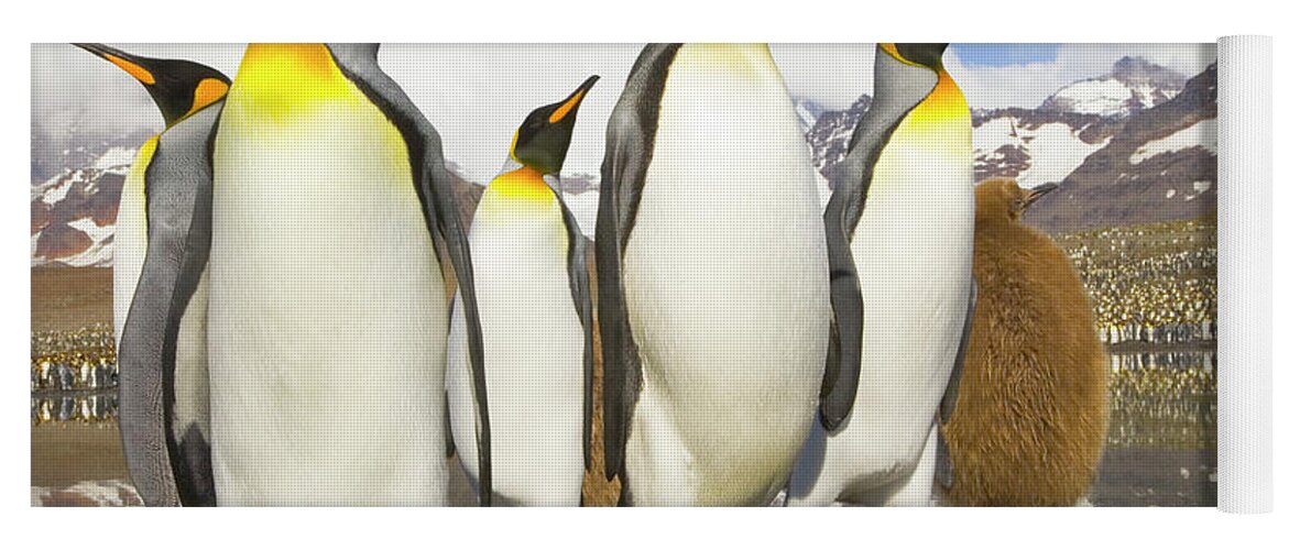 00345347 Yoga Mat featuring the photograph King Penguins At St Andrews Bay by Yva Momatiuk and John Eastcott