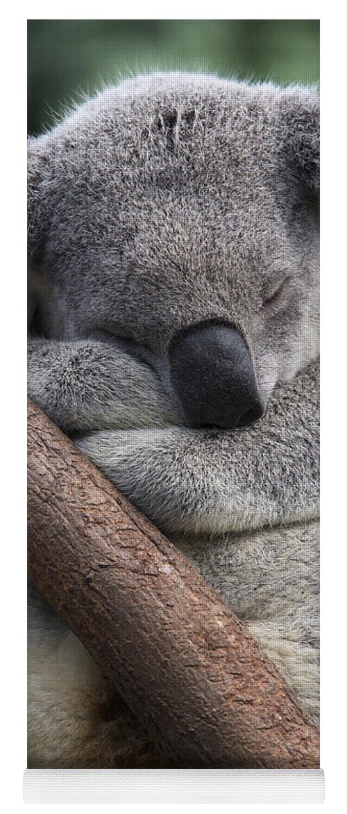 Feb0514 Yoga Mat featuring the photograph Koala Male Sleeping Australia by Suzi Eszterhas