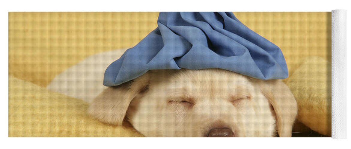 Labrador Retriever Yoga Mat featuring the photograph Labrador Puppy With Ice Pack by John Daniels