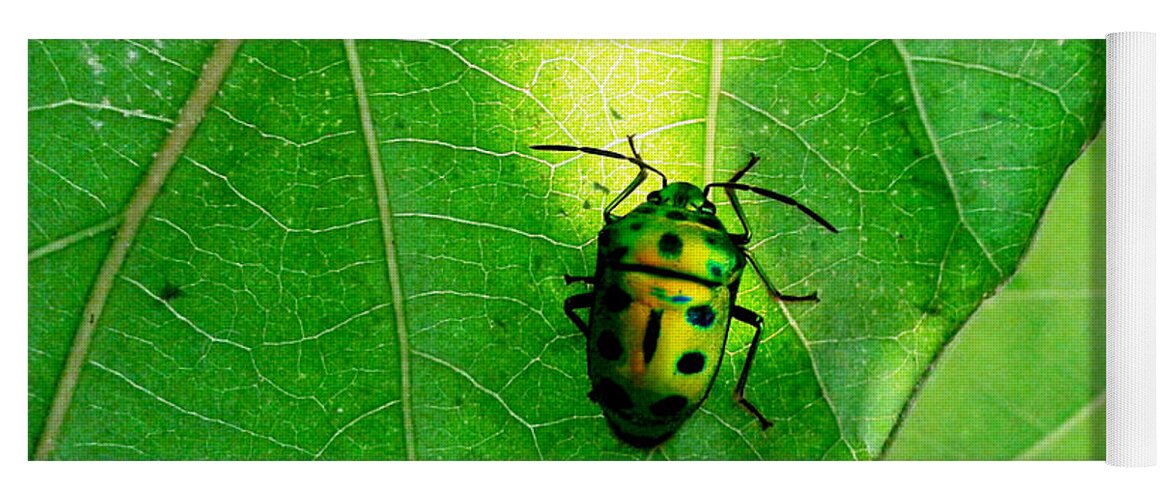 Ladybug Yoga Mat featuring the photograph Ladybug by Ramabhadran Thirupattur