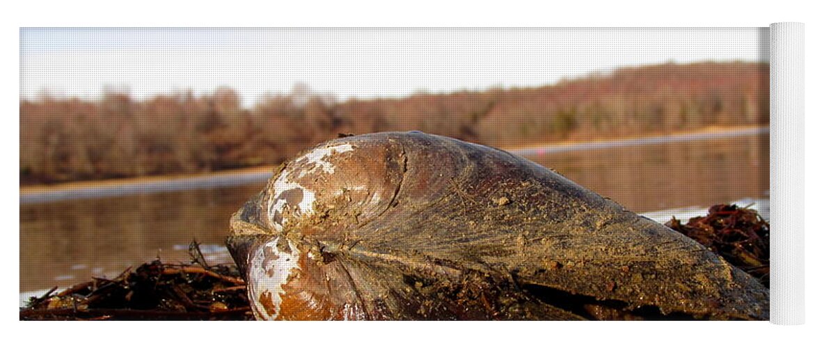 Freshwater Lake Clam Giant Freshwater Clam Lake Ceatures Freshwater Invertibrates Of North America Lake Life Yoga Mat featuring the photograph Lake Clam by Joshua Bales