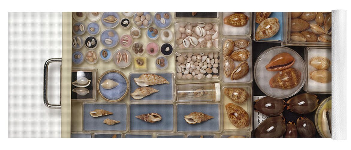 Abundance Yoga Mat featuring the photograph Large Collection Of Shells In Drawer by Matthew Ward / Dorling Kindersley
