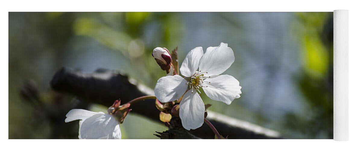 Green Yoga Mat featuring the photograph Late Spring Blossom by Spikey Mouse Photography