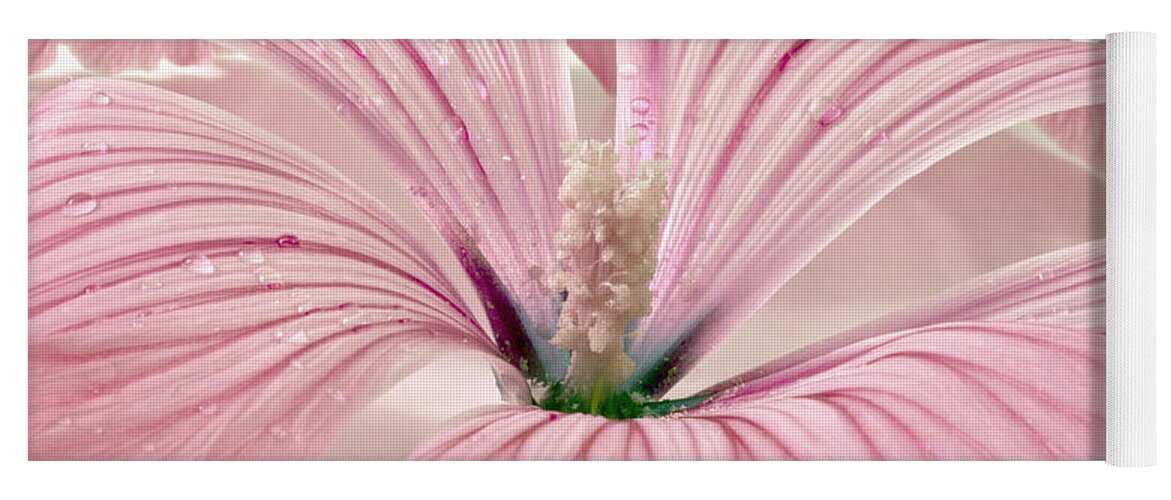 Lavatera Yoga Mat featuring the photograph Lavatera Blossom With Rain Drops by Sandra Foster