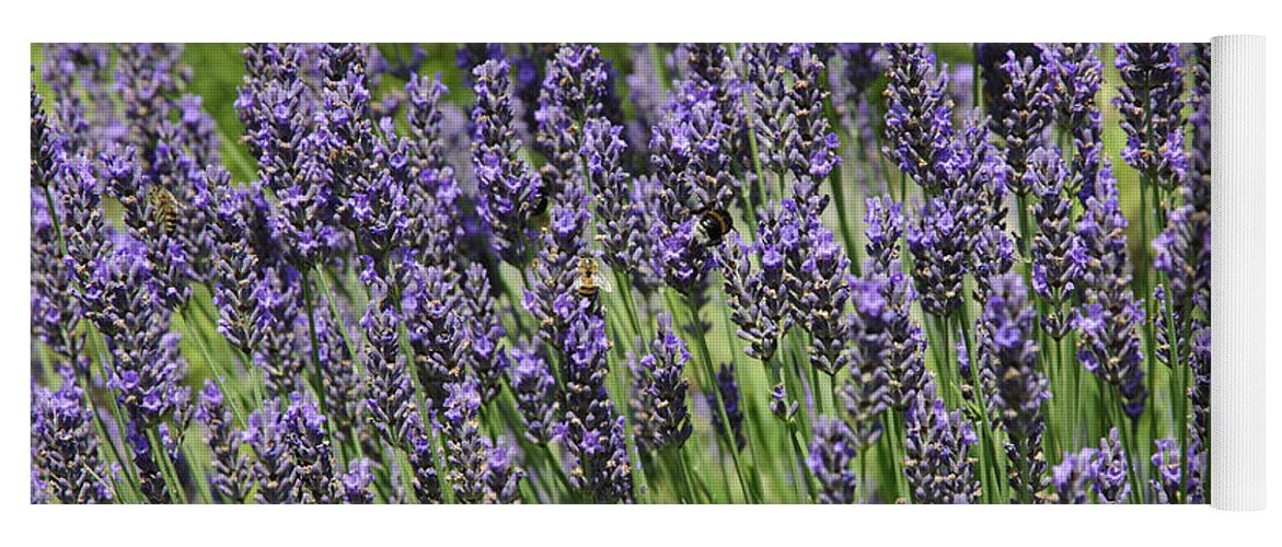 Lavender Yoga Mat featuring the photograph Lavender by Chevy Fleet