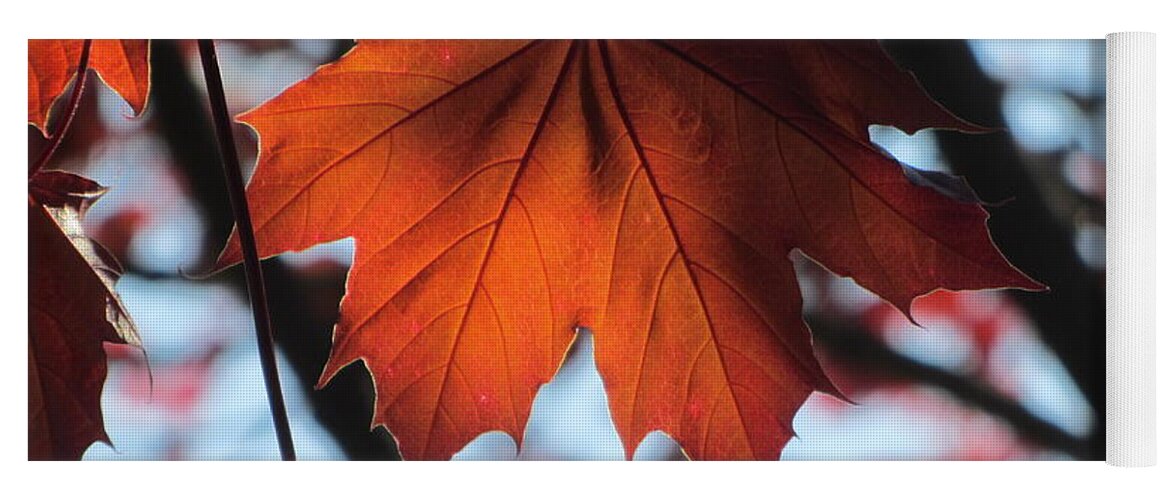 Leaf Yoga Mat featuring the photograph Leaves Backlit 2 by Anita Burgermeister