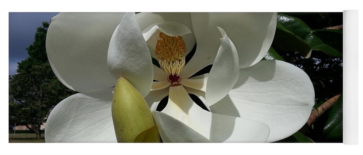 Magnolia Yoga Mat featuring the photograph Lemon Magnolia by Caryl J Bohn
