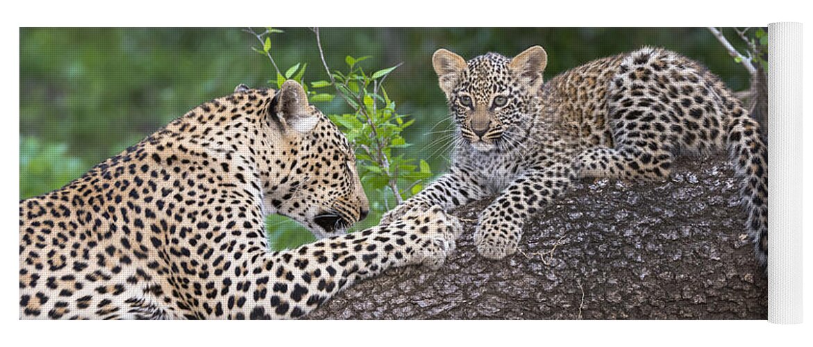 Nis Yoga Mat featuring the photograph Leopard And Cub Masai Mara Kenya by Andrew Schoeman