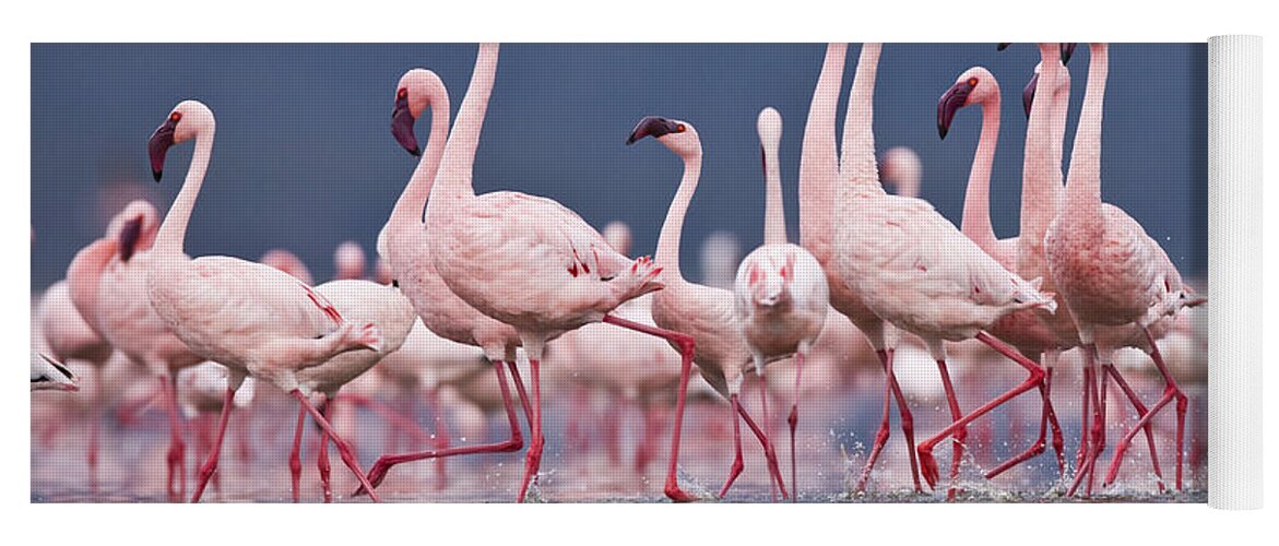 Flpa Yoga Mat featuring the photograph Lesser Flamingo Courtship Dance Lake by Elliott Neep