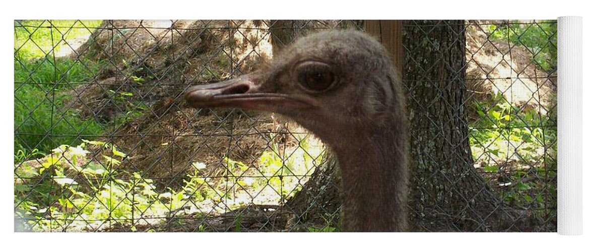 Female Ostrich Headshot While In Her Pen. Yoga Mat featuring the photograph Little Bird by Belinda Lee