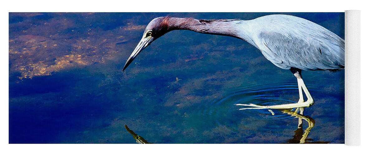 Animal Yoga Mat featuring the photograph Little Blue Heron Fishing by Ben Graham