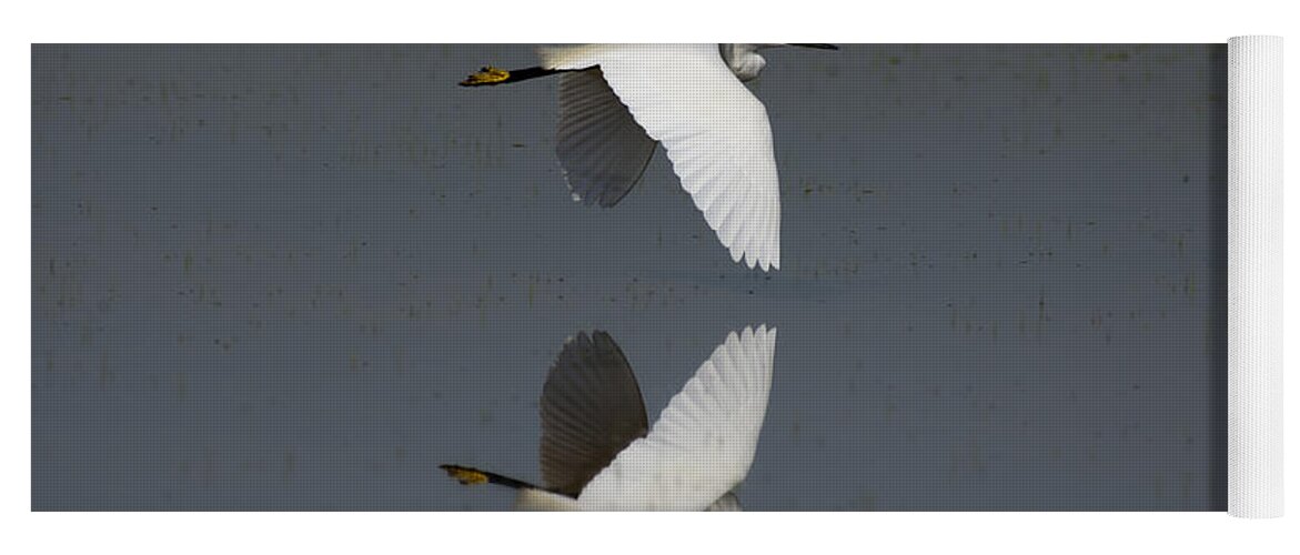 Egret Yoga Mat featuring the photograph Little Egret in flight by Tony Mills