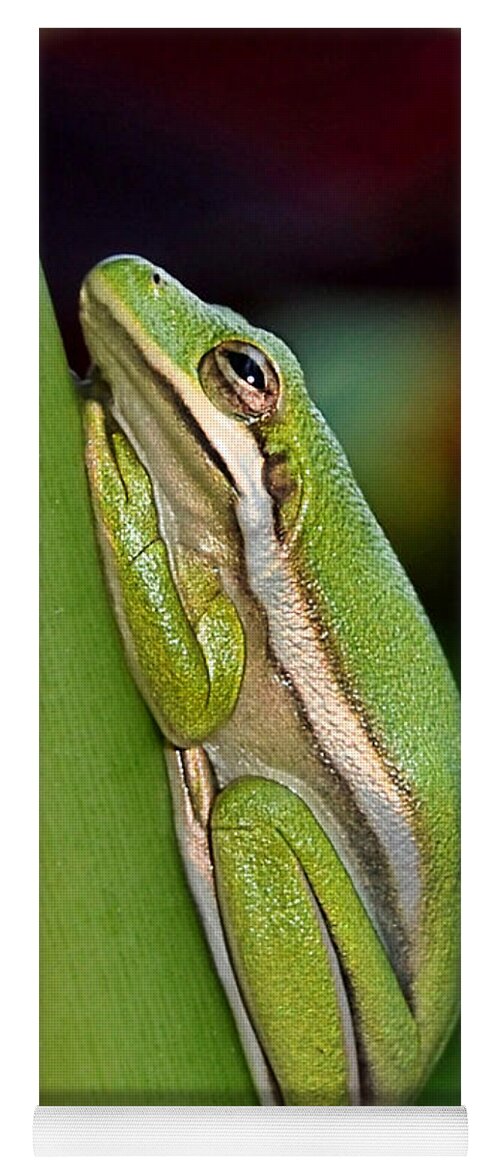 Amphibian Yoga Mat featuring the photograph Little Green Tree Frog by Kathy Baccari