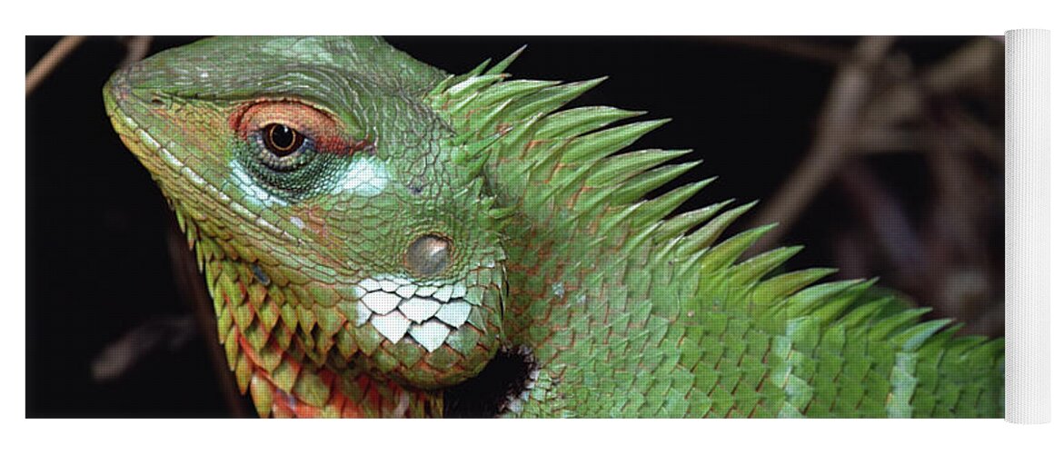 Feb0514 Yoga Mat featuring the photograph Lizard Portrait Sinharaja Biosphere by Mark Moffett