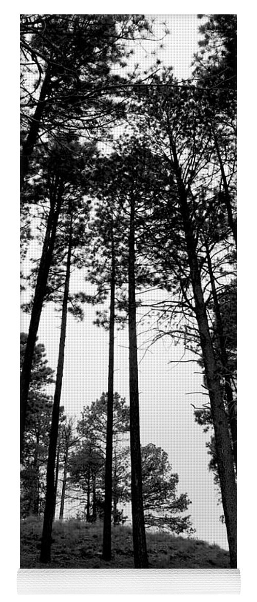 Tree Yoga Mat featuring the photograph Lodgepole Pines by Joe Kozlowski