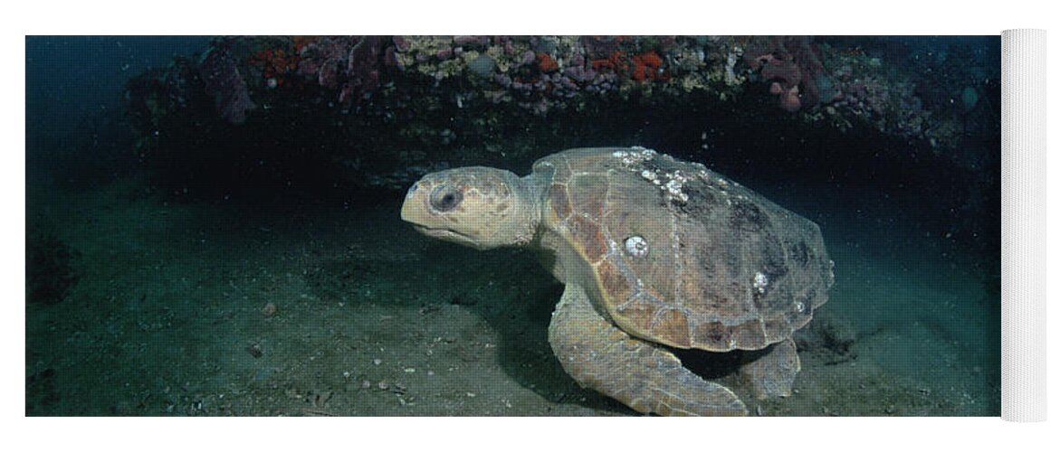Feb0514 Yoga Mat featuring the photograph Loggerhead Sea Turtle Greys Reef Nms by Flip Nicklin