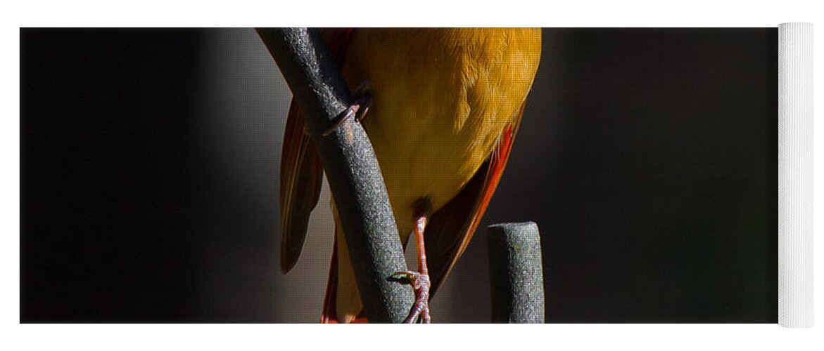 Female Cardinal Yoga Mat featuring the photograph Looking For My Man Bird by Robert L Jackson