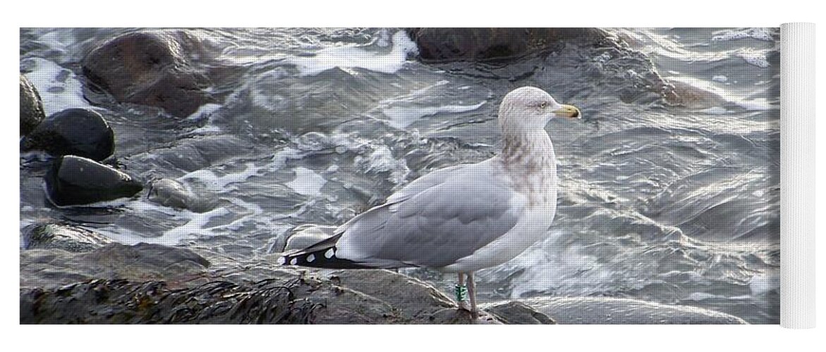 Sea Gulls Yoga Mat featuring the photograph Seagull on the Rocky Coast by Eunice Miller