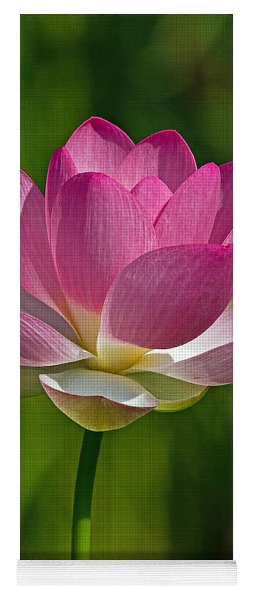Lotus Yoga Mat featuring the photograph Lotus Bloom by Jerry Gammon