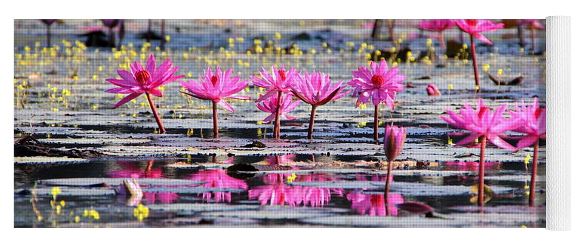 Aquatic Yoga Mat featuring the photograph Lotus flowers by Amanda Mohler