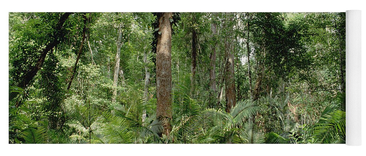 Feb0514 Yoga Mat featuring the photograph Low Montane Tropical Rainforest Khao by Gerry Ellis