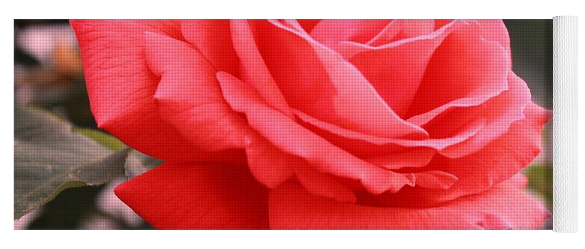 Rose Yoga Mat featuring the photograph Luminous Tropicana Rose by Judy Palkimas