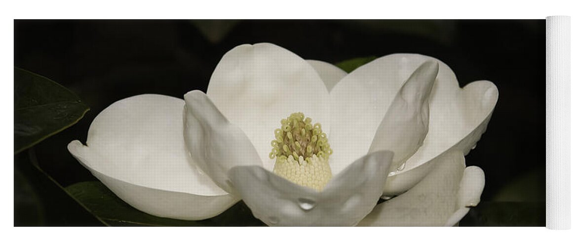 Magnolia Yoga Mat featuring the photograph Magnolia by Penny Lisowski