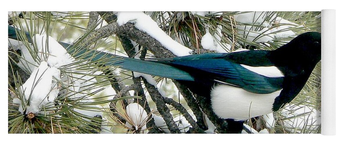 Colorado Yoga Mat featuring the photograph Magpie in the Snow by Marilyn Burton