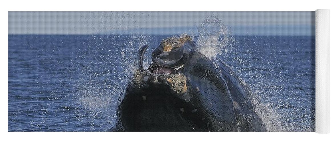 Right Whale Breach Yoga Mat featuring the photograph Making A Splash by Tony Beck