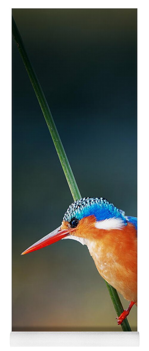 #faatoppicks Yoga Mat featuring the photograph Malachite Kingfisher by Johan Swanepoel