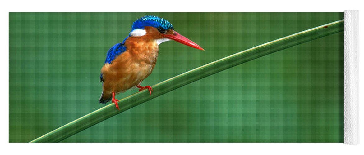 Photography Yoga Mat featuring the photograph Malachite Kingfisher Tanzania Africa by Panoramic Images