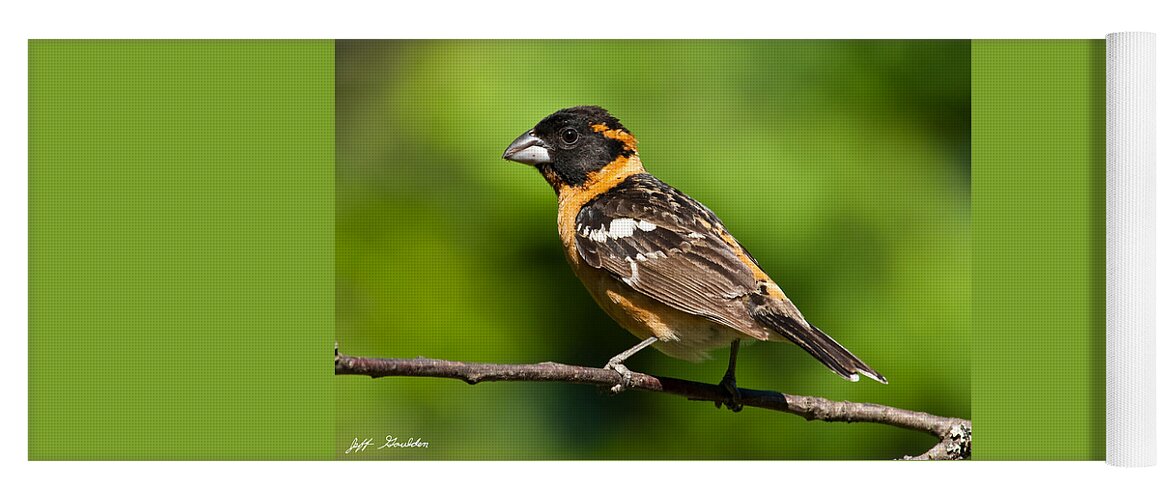 Animal Yoga Mat featuring the photograph Male Black Headed Grosbeak in a Tree by Jeff Goulden