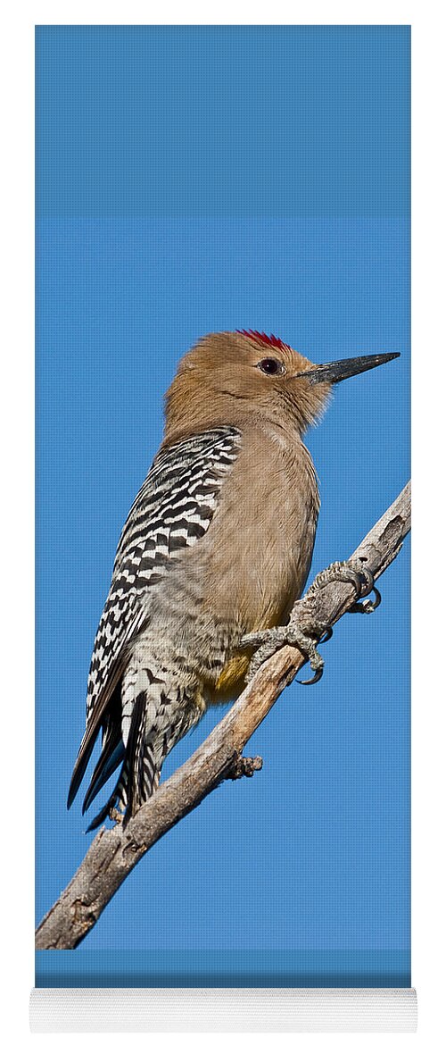 Animal Yoga Mat featuring the photograph Male Gila Woodpecker by Jeff Goulden