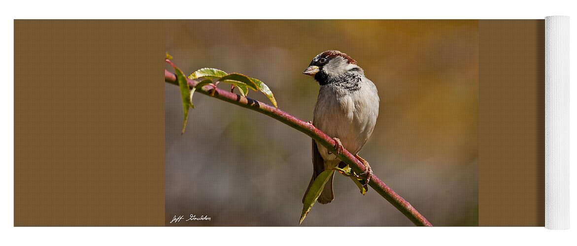 Animal Yoga Mat featuring the photograph Male House Sparrow by Jeff Goulden