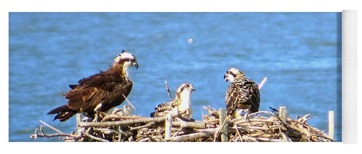 Osprey Yoga Mat featuring the photograph Mama Osprey And Her Babies by Nancy Patterson