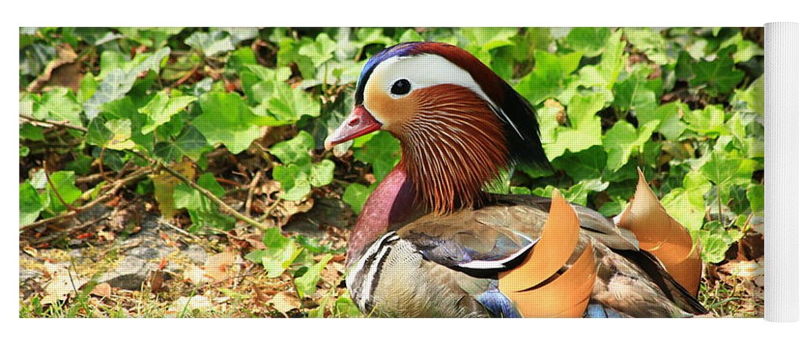 Animal Yoga Mat featuring the photograph Mandarin Duck in the grass by Amanda Mohler