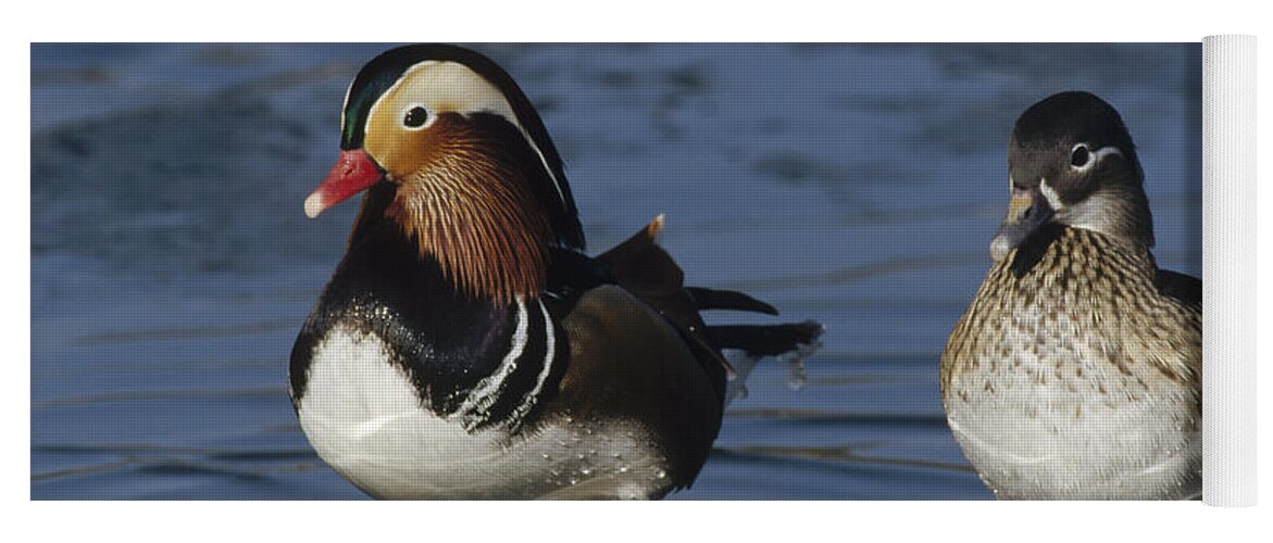 Feb0514 Yoga Mat featuring the photograph Mandarin Duck Male And Female by Konrad Wothe